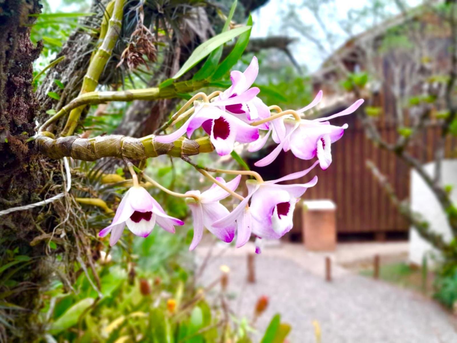 Recanto Das Bromelias Chales Guarda do Embau Luaran gambar