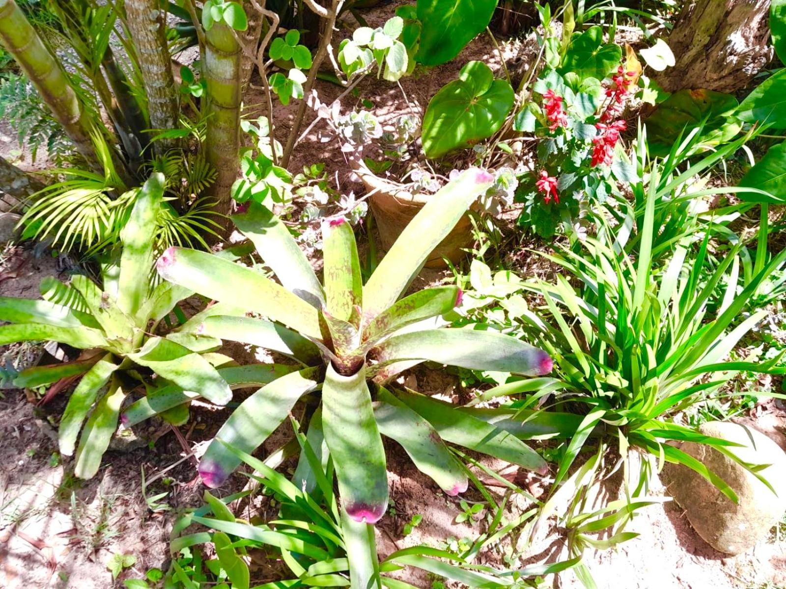Recanto Das Bromelias Chales Guarda do Embau Luaran gambar